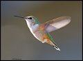 _4SB9373 female rufous hummingbird